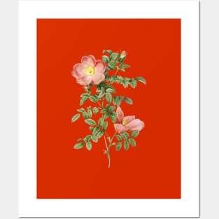 Vintage Red Sweetbriar Rose Botanical Illustration Posters and Art